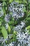 Amsonia cilata