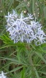 Amsonia hubrectii