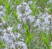 Amsonia hubrectii