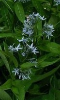 Amsonia tabernaemontana