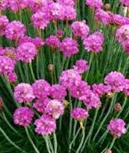 Armeria maritima