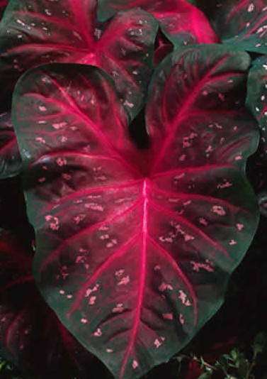 Caladium Red Flash