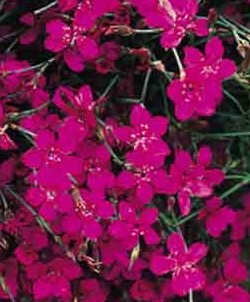 Dianthus deltoides