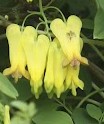 Dicentra scandens