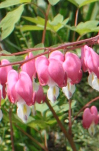 Dicentra_spectabilis_2