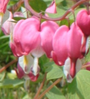 Dicentra_spectabilis_2