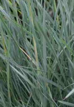 Elymus arenarius