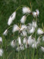 Eriophorum latifolium