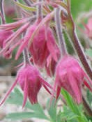 Geum-triflorum-Prairie-smoke-fl