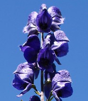 Aconitum napellus vulgare Gewöhnlicher Blauer Eisenhut