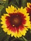 gaillardia.goblin