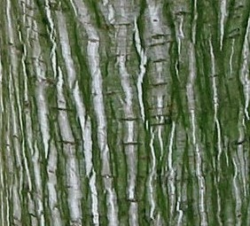 Acer pensylvanicum