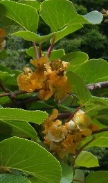 Actinidia chinensis