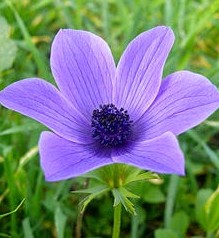 Anemone-coronaria-