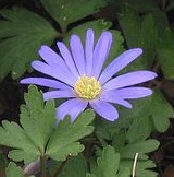 Anemone_blanda)