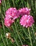 Armeria_maritima_Splendens