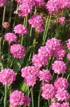 Armeria_maritima_Splendens