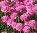 Armeria_maritima_Splendens