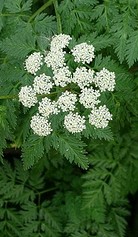 Conium maculata poison-hemlock