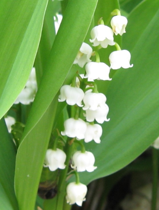 Convallaria majalis lily_of_the_valley