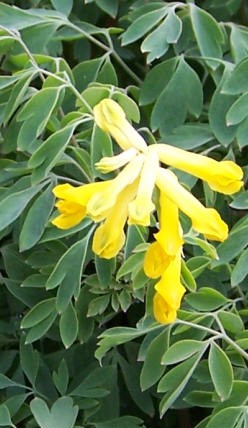 Corydalis_lutea_