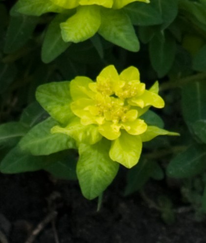 Euphorbia_epithymoides 2