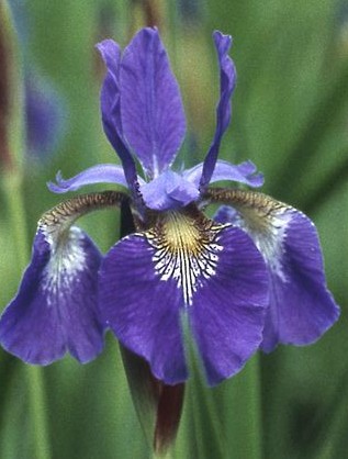 Iris_sibirica_perrys_blue