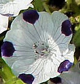 Nemophila_maculata_1