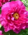 Paeonia red