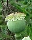 This image has an empty alt attribute; its file name is Papaver-somniferum-pods-n-flowers-e1432934076225.jpg