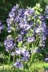 Polemonium caeruleum