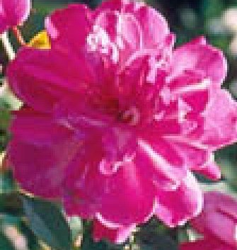 Rose Old Blush