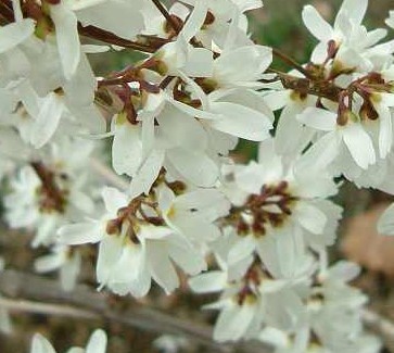 abeliophyllum_distichum_fl