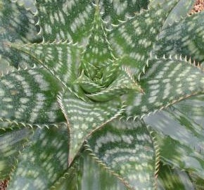 aloe-maculata