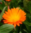 calendula