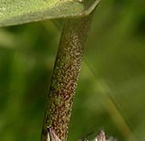 phlox-maculata_red spotted stem