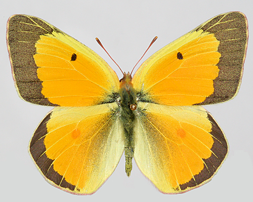 Alfalfa orange sulphur Colias_eurytheme male dorsal