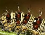 American painted lady Vanessa virginiensis