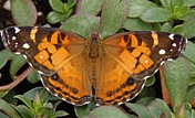 American_Lady_Vanessa_virginiensis_Upper_Wings_Wikipedia