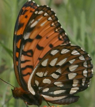 Fritillary regal Speyeria idalia closed