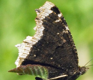 Mourning cloak wings closed