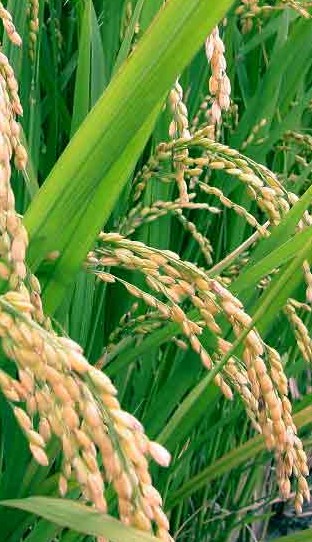 Oryza sativa