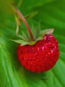Strawberry woodland Fragaria vesca fruit 3
