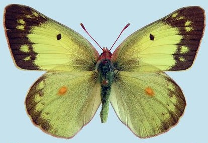 Sulphur common  Colias_philodice