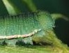 Sulphur common Colias_philodice,_cat 2