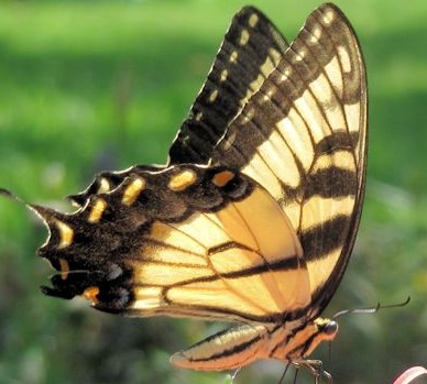 Swallowtail Tiger