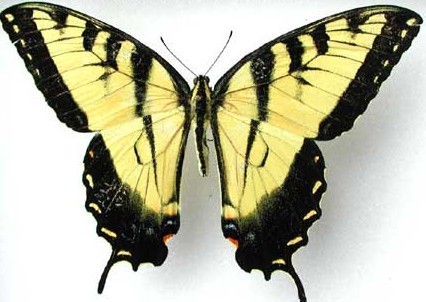 Swallowtail eastern tiger Papilio gluacus