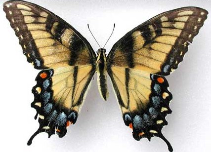 Female