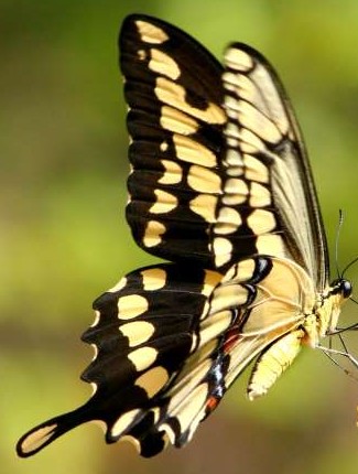 Giant Swallowtail Butterfly - Papilio cresphontes