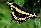 Swallowtail giant open
